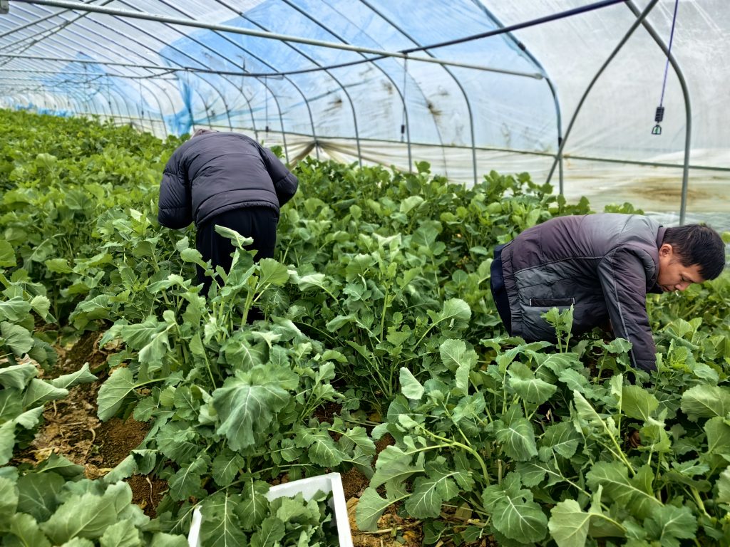 鸣杰生物保鲜团队赴浏阳精品青菜种植基地考察调研