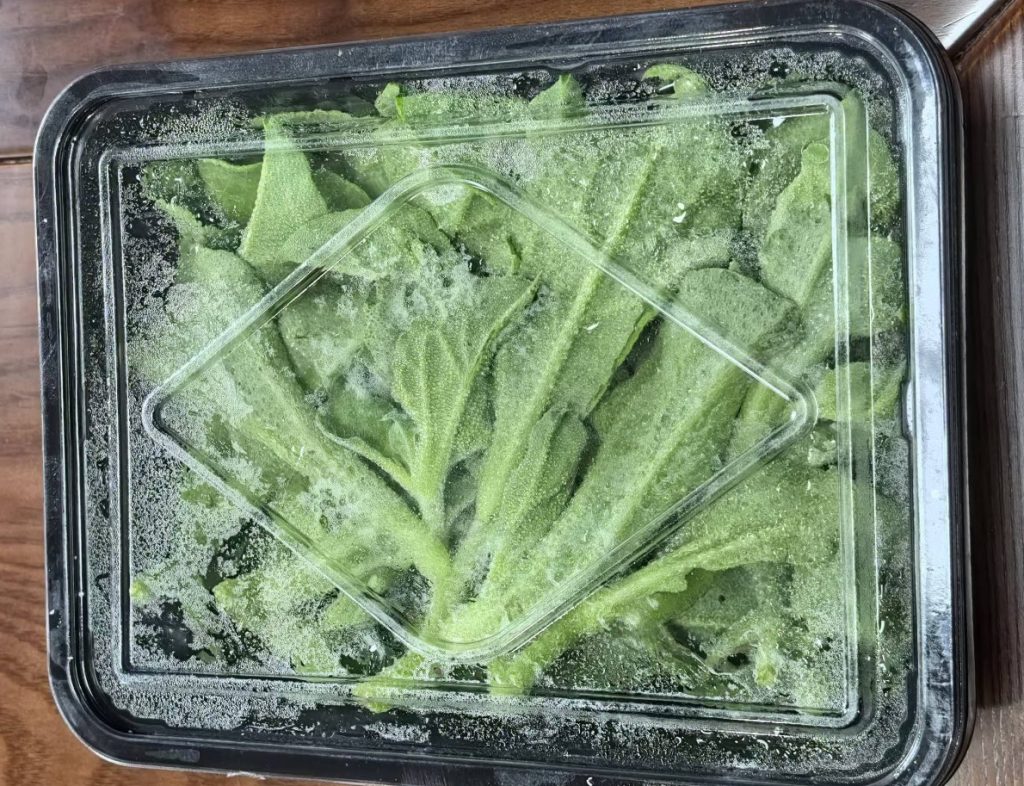 白冰草保鲜实验研究：基于HRCP保鲜产品的冷藏环境效果评估