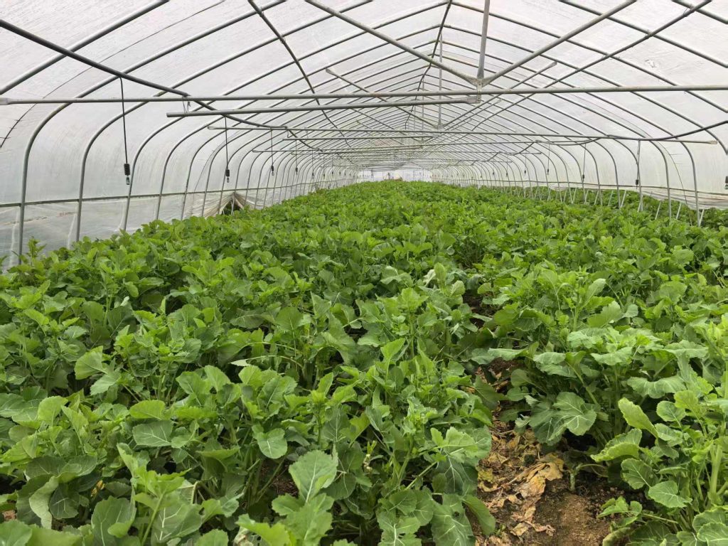 精品青菜保鲜实验研究：基于HRCP保鲜产品的室温保鲜效果全方位解析