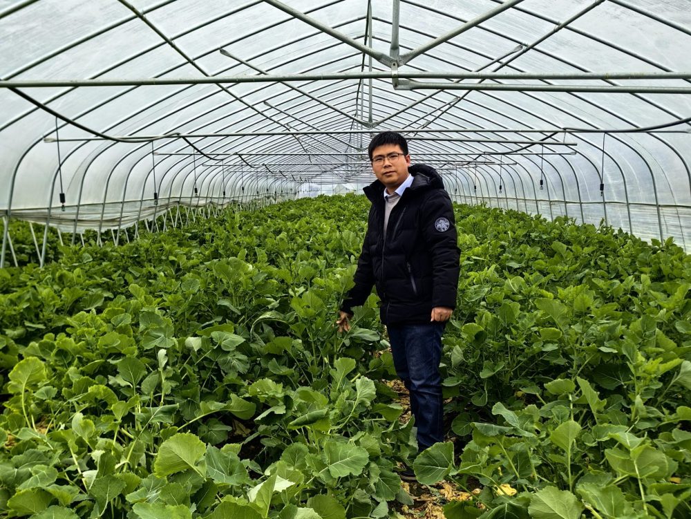 精品油菜苔基地