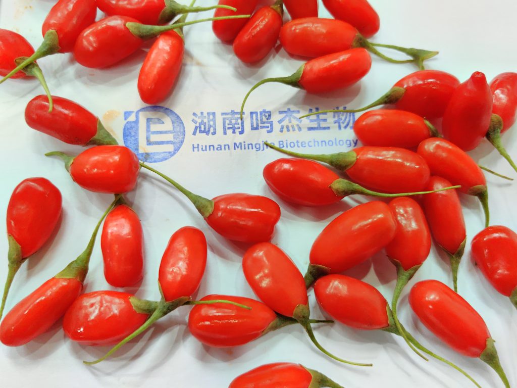 国内枸杞品种分类